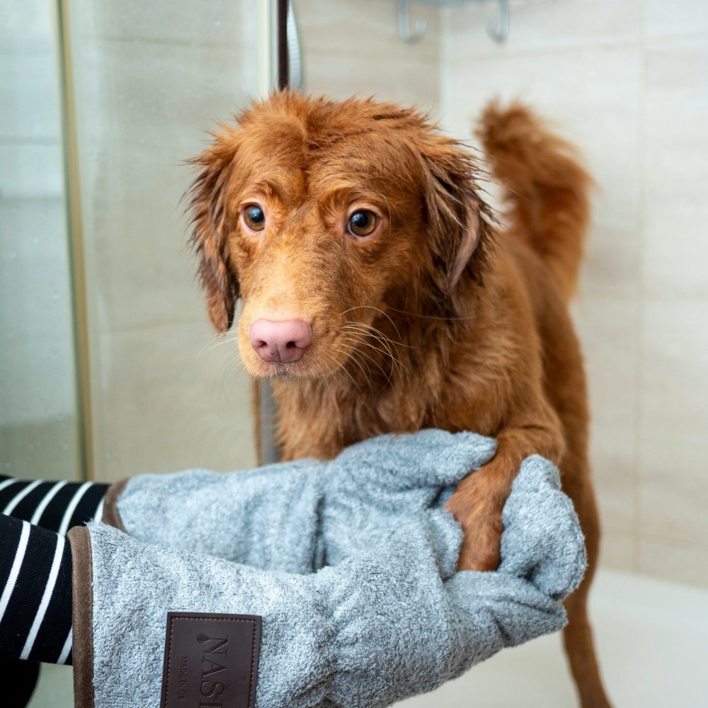 dog-care-1 dog-care-1
