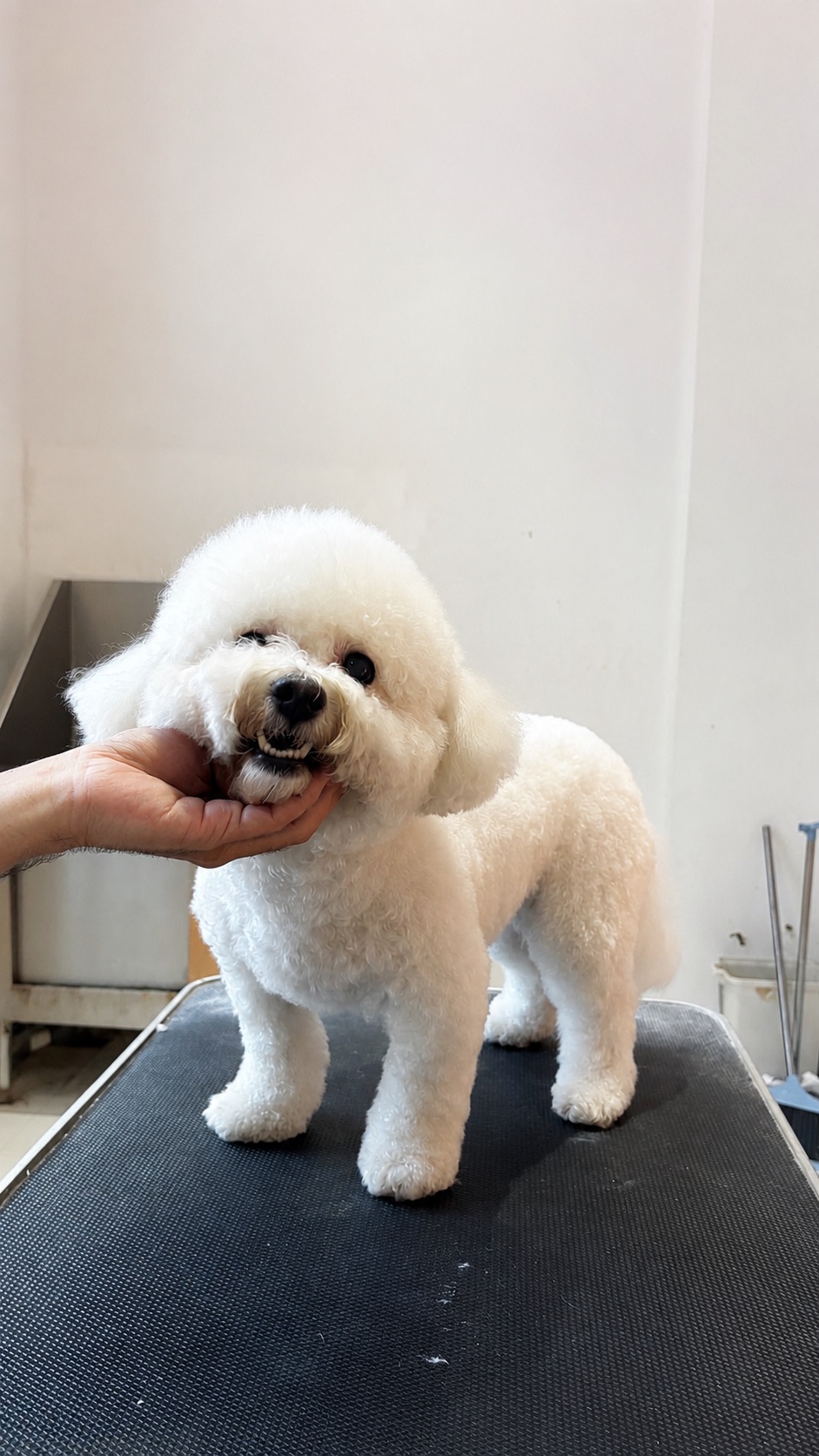 Foto AFTER grooming