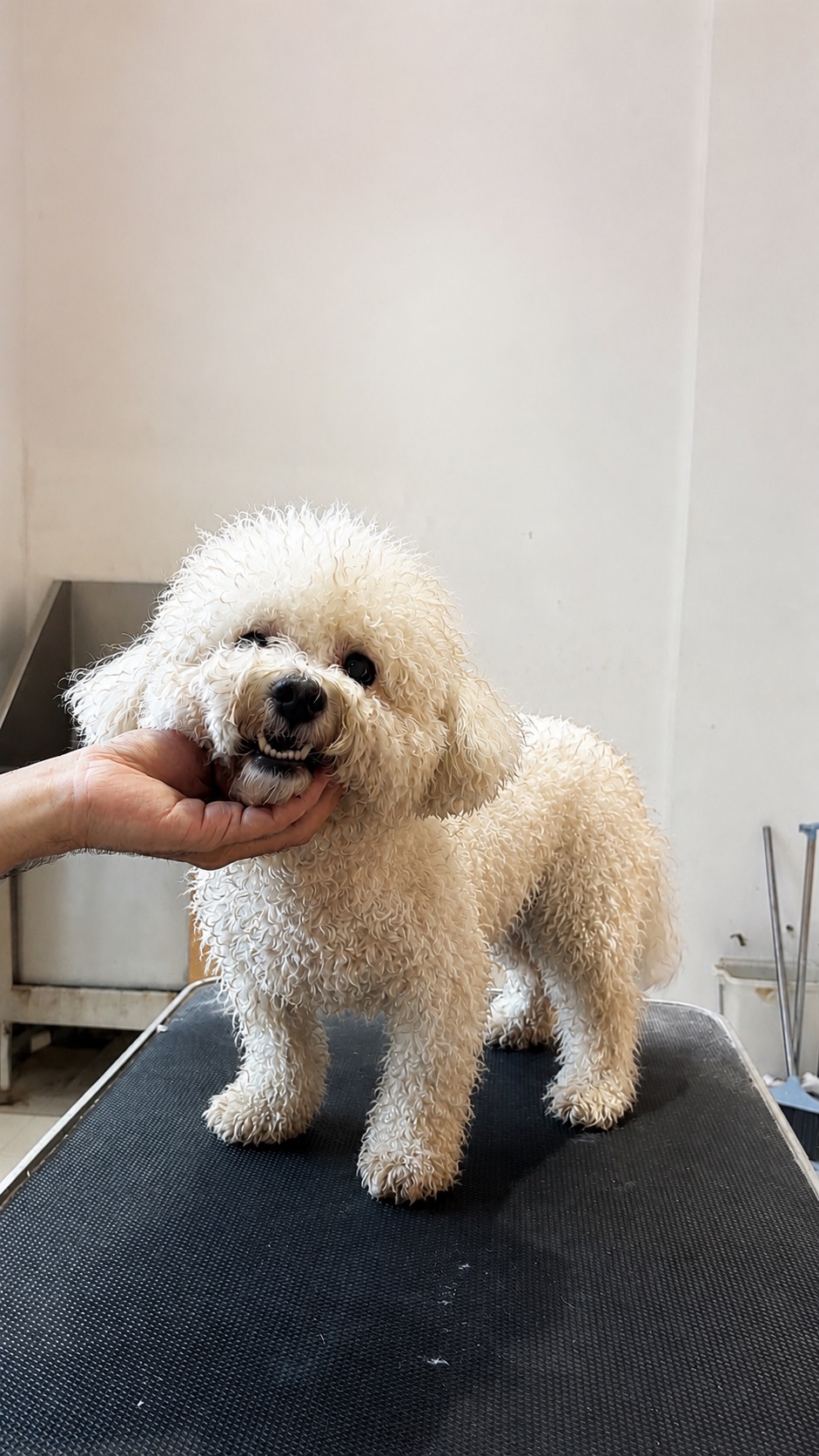Foto BEFORE grooming